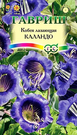 Семена Кобея лазающая Каландо.
Растение для вертикального озеленения из семейства Синюховые, культивируется как однолетник. 
Цветение начинается в июле и продолжается до заморозков. Цветки сине-фиолетовые, колокольчатые, 7-8 см в диаметре, с длинными тычинками и пестиком, выходящими наружу. 
Теплолюбива, предпочитает солнечные, хорошо удобренные участки. Выращивается рассадным способом. 
Посев проводят в конце февраля-марте. Всходы появляются через 10-15 дней после посева. 
Сеянцы пикируют по одному в горшок в стадии первого настоящего листа. Для опоры ставят колышки.
Растения высаживают в открытый грунт в конце мая-начале июня на расстоянии 70-100 см.
Используется для озеленения беседок, балконов, оград.