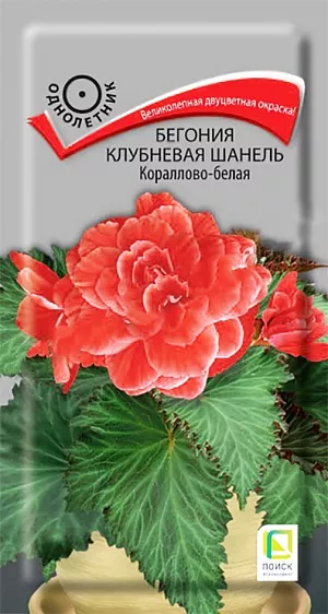 Семена Бегония Шанель кораллово-белая клубневая.
Великолепная двуцветная окраска! Растение компактное, высотой 25-30 см. Многочисленные цветки, коралловые с белой каймой, диаметром 7-13 см. Серия отличается ранним и продолжительным цветением. Подходит для выращивания в солнечных местах. Используется для выращивания в горшках, контейнерах и в открытом грунте. Предпочитает расти в полутени на богатых почвах. 