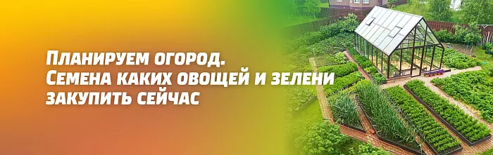 СЕМЕНА КАКИХ ОВОЩЕЙ И ЗЕЛЕНИ СЕЙЧАС ЗАКУПИТЬ ДЛЯ ТЕПЛИЦЫ И ОТКРЫТОГО ГРУНТА НА СВОЕМ ОГОРОДЕ СЕМЕНА КАКИХ ОВОЩЕЙ И ЗЕЛЕНИ СЕЙЧАС ЗАКУПИТЬ ДЛЯ ТЕПЛИЦЫ И ОТКРЫТОГО ГРУНТА НА СВОЕМ ОГОРОДЕ