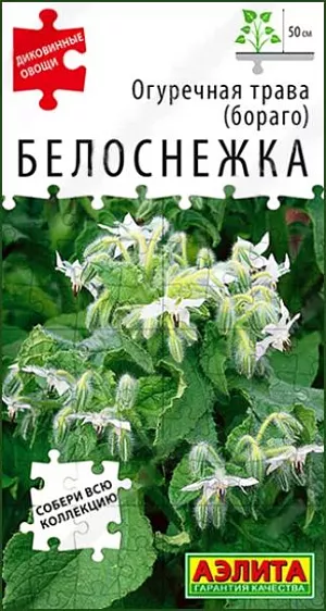 Огуречная трава Белоснежка Огуречная трава Белоснежка
