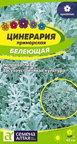 Семена цветы Цинерария Белеющая.<br>
 <br>
Замечательное изящное почвопокровное растение высотой до 40 см., выращиваемое в однолетней культуре. Ценится за декоративные листья – резные, приятные на ощупь, бархатисто-опушенные густыми серебристыми волосками. Листва цинерарии великолепно сочетается с ярко цветущими растениями любого цветника, сглаживая цветовые контрасты и объединяя композицию. Выращивают как ковровое, бордюрное растение, используют для окаймления клумб, рабаток, составления зимних букетов. Неприхотлива, засухоустойчива, светолюбива. Прекрасно себя чувствует на участках с рассеянным светом и хорошо дренированными нейтральными или слабощелочными почвами. Полив необходим регулярный, но умеренный. Размножают рассадным способом. Семена высевают в ящики в апреле и слегка присыпают землей, посевы увлажняют и накрывают пленкой. После появления 2 пары листочков сеянцы пикируют в отдельные емкости. В июне рассаду высаживают в открытый грунт, выдерживая расстояния 35-45 см.