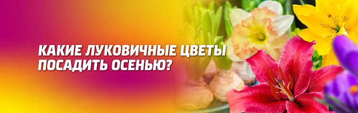 КАКИЕ ЛУКОВИЧНЫЕ ЦВЕТЫ ПОСАДИТЬ В КОНЦЕ АВГУСТА – СЕНТЯБРЕ КАКИЕ ЛУКОВИЧНЫЕ ЦВЕТЫ ПОСАДИТЬ В КОНЦЕ АВГУСТА – СЕНТЯБРЕ