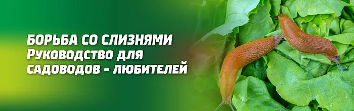 Борьба со слизнями: руководство для садоводов-любителей Борьба со слизнями: руководство для садоводов-любителей