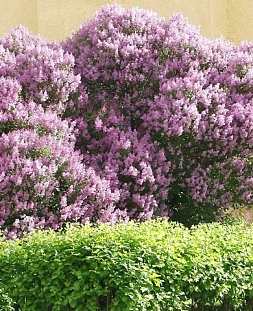 Сирень венгерская Сирень венгерская