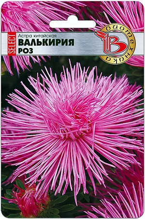 Семена Астра Валькирия Роз китайская из каталога Астра Семена астра Валькирия. <br>
<br>
Эта серия с более стабильными свойствами, чем предыдущее поколение. Удалось улучшить выравненность цветков и повысить декоративность растений.
<p>
Основное назначение группы - срезка, но они хороши, также в групповых посадках.
</p>
<p>
Высадка: март-апрель для цветения в августе-сентябре. Семена равномерно распределяют по поверхности подготовленного стерильного (для избежания поражения сеянцев черной ножкой) субстрата, слегка присыпают, проводят полив теплой водой. Субстрат должен быть легким и мелкодисперсным.
</p>
<p>
Прорастание: 7-14 дней при температуре 15-21 °С.Пикировка: в фазе 2-3 настоящих листьев растения пикируют в горшки диаметром 6 см. Оптимальная температура при выращивании 15-16°С.Высадка в грунт: рассаду высаживают в грунт в возрасте 40-50 дней. При высадке рекомендуется схема 15x20 см., 32 растения на кв.м. Температура 16-18°С.
</p>