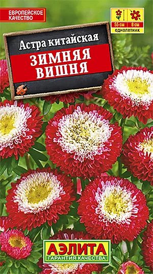 Семена Астра Зимняя вишня.
Прекрасная двухцветная астра с помпонными соцветиями 7-9 см. Кусты компактные, колонновидные, прочные, высотой 50-60 см, за период вегетации формируют 25-30 соцветий на длинных цветоносах. Цветение раннее и продолжительное, с июля до глубокой осени. Астры холодостойкие, светолюбивые (но выносят полутень), не любят сырых, переувлажненных почв. Широко используются для оформления клумб, бордюров и цветников. Отлично подходят для срезки, цветы стоят в воде до двух недель. 
Агротехника. Выращивают рассадным способом. С развитием первой пары настоящих листочков сеянцы пикируют. На постоянное место рассаду высаживают в возрасте 30-35 дней. Возможен посев семян в открытый грунт весной или под зиму, в конце октября, на глубину 0,5-1 см. Растениям необходимы регулярные поливы, прополки, рыхления и подкормки.