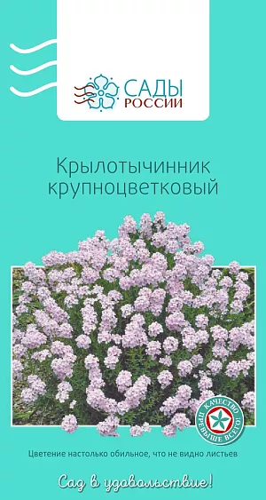 Крылотычинник крупноцветковый

Обильноцветущий многолетник. Листья узкие, голубовато-зеленые. Цветки нежно-розовые, ароматные, привлекательные для пчел и бабочек. Подходит для альпийских горок, каменистых садиков, маленьких цветников, может расти в любых емкостях. Место для посадки выбирают с легкой нейтральной или щелочной почвой, без застоя воды. В бесснежные зимы укрывают. Имеет международные награды.