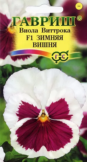 Семена Виола Зимняя вишня F1 Виттрока из каталога Виола Семена Виола Зимняя вишня F1 Виттрока.
Неприхотливое популярное растение из семейства Фиалковые, относится к группе Империал, высотой 20-25 см. Цветет обильно и продолжительно с мая по сентябрь. Цветки крупные (7-8 см в диаметре), белые с винно-красным рисунком. Влаголюбива, холодостойка, хорошо растет на солнце и в полутени. Для получения растений, цветущих в год посева, семена высевают на рассаду в феврале-марте. Всходы появляются через 5-7 дней. В открытый грунт рассаду высаживают в конце апреля - начале мая на расстоянии 20 см. Растения хорошо переносят пересадку в цветущем состоянии. При посеве в открытый грунт в июне-июле, цветение наступает во второй год. Используют для посадки на клумбы, рабатки, в балконные ящики и садовые вазы.