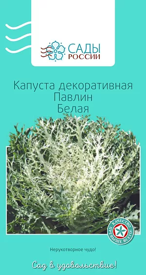 Капуста декоративная Павлин Белая из каталога Капуста декоративная Капуста декоративная Павлин Белая
Нерукотворное чудо! Ажурная кружевная снежинка, воздушно-лёгкая, изысканная и неповторимая. Холодостойка, выдерживает краткосрочные осенние заморозки, наибольшей декоративности достигает на плодородных, умеренно увлажненных почвах.