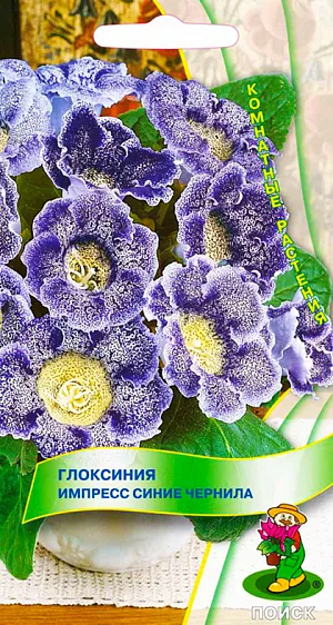 Семена Глоксиния Импресс синие чернила.
Эффектные граммофончики с красными крапинками. При благоприятных условиях одновременно появляются до 20 бутонов на одном растении. Хорошо растет в достаточно освещенных местах, но без прямых солнечных лучей. Полив постоянный, обильный; избегая попадания воды на листья и цветки, лучше применять полив в поддон. Почвенная смесь: листовая, торфяная земля, сфагнум, песок в отношении 1:1:1:1. После цветения у растения наступает период покоя.
Посев производят в январе-феврале, землей семена не присыпают, для поддержания постоянной влажности накрывают стеклом или пленкой. При температуре 18-20°C всходы появляются через 14-20 дней. Через месяц сеянцы пикируют, а затем пересаживают в горшки. Растения, полученные из семян, зацветают через 6-7 месяцев.