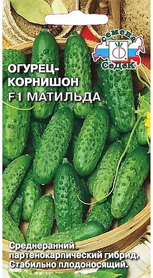 Семена Огурец Матильда корнишон F1