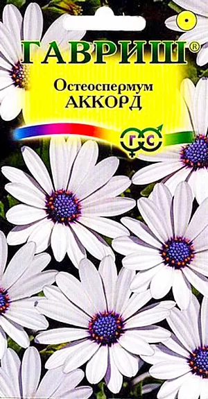 Семена Остеоспермум Аккорд.
Многолетник 70-100 см высотой, выращиваемый как однолетник. Ромашковидные соцветия диаметром 4-5 см с белыми язычковыми цветками и синим центром, распускающиеся с июня до октября. Хорошо растет на прогреваемых солнечных участках, нуждается в рыхлой, плодородной почве, не теряют декоративности в непогоду. Семена высевают под стекло в марте-апреле в ящики с легким песчаным грунтом. Глубина заделки семян 0,5 см. Всходы появляются через 7-10 дней. Сеянцы содержат при умеренной температуре. Высадка рассады в конце мая на расстоянии 20-25 см. Капскую маргаритку выращивают в цветниках, в вазонах и кадках на террасах и внутренних двориках. При посадке в контейнеры необходимо тщательно следить, чтобы почва полностью не пересыхала. Время от времени растения следует подкармливать, так как это способствует более длительному цветению. Зимует в светлых холодных (но не промерзающих) помещениях при минимальном поливе.