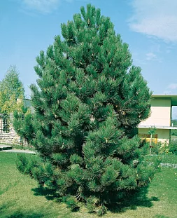Кедр сибирский