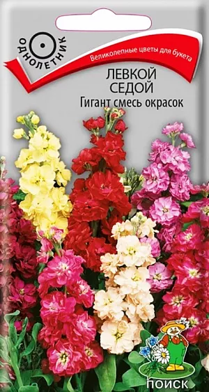 <div>
 Семена Левкой седой Гигант смесь окрасок.
</div>
 Густомахровые цветы, насыщенные яркие краски, сладкий аромат! Растение высотой около 60 см, красивой пирамидальной формы. Крупные розовые, белые, красные, лавандовые цветы собраны в мощные вертикальные соцветия. Цветет в июне-августе. Используют очень широко: для посадки в сборные цветники группами, на рабатки - рядами, для бордюров и срезки.<br>
 <br>
 <b> Агротехника.</b> Растение предпочитает открытое солнечное место. Лучше растет на плодородных дренированных почвах. Не переносит внесения органических удобрений в год посадки. Для непрерывного цветения семена высевают с марта в несколько этапов. Глубина заделки семян 0,5 см. При температуре почвы +18-20°С всходы появляются на 10-14 день. Сеянцы пикируют в стадии первых настоящих листочков. Перед высадкой рассаду закаливают при температуре +8-12°С. В грунт рассаду высаживают во второй половине мая, выдерживая расстояние между растениями 20-30 см.
