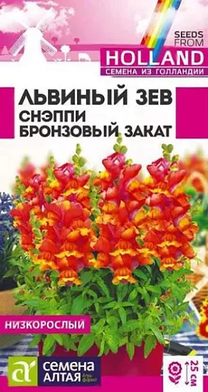 Семена Львиный зев Снэппи Бронзовый закат/Сем Алт/цп 7 шт. из каталога Львиный зев Семена Львиный зев Снэппи Бронзовый закат<br>
<br>
Великолепный низкорослый однолетник. Серия Snappy - исключительно компактная и очень ранняя, характеризующаяся прекрасным базальным ветвлением растений и богатой цветовой палитрой. Растения выравненные, компактные, не склонны к вытягиванию. Отличаются множеством ярких цветущих побегов высотой 20-25 см. Успешно применяется для создания бордюров, клумб, а так же для выращивания в горшках и контейнерах. Холодостойкое, засухоустойчивое растение. Хорошо растёт на солнечных участках, выносит небольшое затенение. Предпочитает плодородные почвы, не выносит переувлажнения. Выращивают рассадным способом или прямым посевом в грунт.<br>