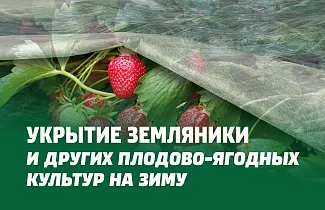 УКРЫТИЕ ЗЕМЛЯНИКИ И ДРУГИХ ПЛОДОВО-ЯГОДНЫХ КУЛЬТКР НА ЗИМУ. ВИДЫ УКРЫТИЙ