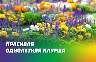 КАК СДЕЛАТЬ КРАСИВУЮ ОДНОЛЕТНЮЮ КЛУМБУ