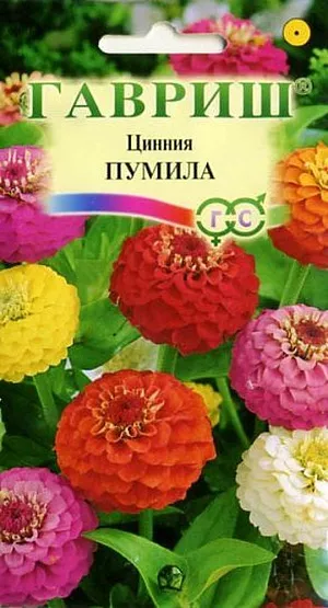 Семена Цинния Пумила.
Раннецветущая смесь махровых цинний ярких светящихся окрасок. Растения однолетние, среднерослые, до 40 см высотой, хорошо сформированы. 
Отличаются обильным и продолжительным цветением, прочными ветвящимися цветоносами. Соцветия до 6-8 см в диаметре, с высокой устойчивостью к неблагоприятным погодным условиям. Цветут с июня до заморозков. Циннии светолюбивы, засухоустойчивы и теплолюбивы; отзывчивы на полив, без длительного полива снижается интенсивность цветения и уменьшается размер соцветий. Выращивают рассадным способом. Семена высевают в апреле. Всходы появляются через 4-6 дней. 
В начале июня растения высаживают на расстоянии 25 см. Для большей кустистости растения прищипывают.