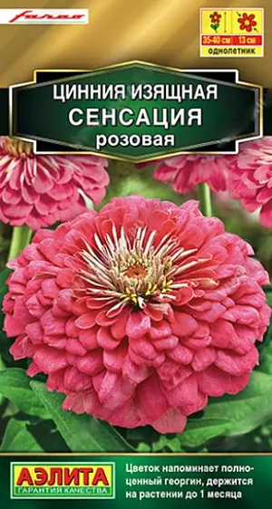Семена Цинния Сенсация розовая. Циннии Сенсация  – результат успешной селекции на очень крупный, густомахровый цветок (диаметром 10-13 см). Едва ли вы найдете такое же крупное соцветие у других сортов и гибридов. Напоминающий полноценный георгин, эффектный цветок держится на растении более месяца. Крепкие, раскидистые кусты 35-40 см. высотой красиво смотрятся в среднем ярусе миксбордера. Букеты из цинний СЕНСАЦИЯ долго стоят в воде.<br>
 <br>
  Циннии – растения теплолюбивые, быстрорастущие, относительно засухоустойчивые. Предпочитают солнечные участки с дренированными почвами среднего плодородия, нейтральной кислотности. В южных регионах возможен безрассадный способ выращивания.<br>
 <br>
 <br>
 <br>
 <br>