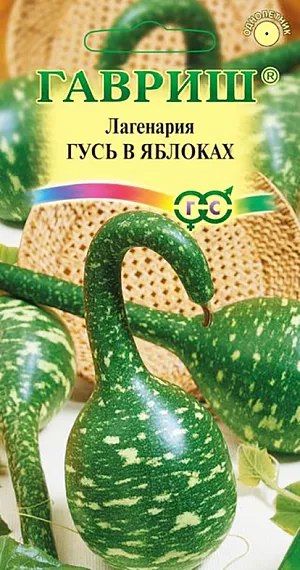 Семена Лагенария Гусь в яблоках.
Лагенария — однолетняя декоративная лиана из семейства Тыквенные. 
Растение сильнорослое и сильноветвистое, с нежно-зелеными, слегка опушенными крупными листьями. Цветки белые, крупные, похожи на огромный раскрытый колокольчик. 
Плод оригинальной формы, темно-зеленый с узорчатым рисунком, отличается быстрым наливом. 
Мякоть этой формы лагенарии не такая вкусная, как у цилиндрической.
Плоды используются в основном для декоративных целей и во флористике. 
Благодаря эффектному виду самого растения лагенарию широко применяют для вертикального озеленения. Семена высевают на рассаду в конце апреля (рекомендуется предварительное замачивание). Оптимальная для прорастания семян температура почвы 25-30°С.
Молодые растения высаживают в открытый грунт в июне, когда минует угроза заморозков.