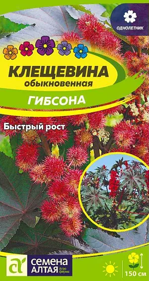 Семена Клещевина Гибсона<br>
 <br>
 Клещевина Гибсона –многолетнее растение, но в умеренном климате его выращивают как декоративное однолетнее. Куст высотой около 1,5 м покрыт крупными зелеными листьями с металлическим блеском. На поверхности вдоль жилок листовая пластина приобретает красноватый оттенок. Цветки растения невзрачные и декоративной ценности не имеют. Плоды растение дает в овально-шаровидной коробочке, которая покрыта шипами. Сеять клещевину можно в мае сразу в открытый грунт.<br>
