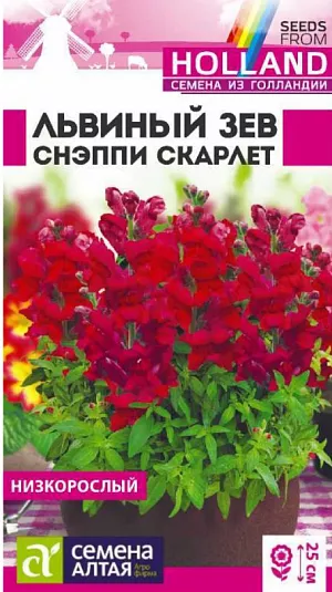 Семена Львиный зев Снэппи Скарлет.<br>
 <br>
 Великолепный низкорослый однолетник. Серия Snappy - исключительно компактная и очень ранняя, характеризующаяся прекрасным базальным ветвлением растений и богатой цветовой палитрой. Растения выравненные, компактные, не склонны к вытягиванию. Отличаются множеством ярких цветущих побегов высотой 20-25 см. Успешно применяется для создания бордюров, клумб, а так же для выращивания в горшках и контейнерах. Холодостойкое, засухоустойчивое растение. Хорошо растёт на солнечных участках, выносит небольшое затенение. Предпочитает плодородные почвы, не выносит переувлажнения.<br>
 <br>
Выращивают рассадным способом или прямым посевом в грунт. Посевы на рассаду проводят с начала марта: слегка уплотняют грунт и хорошо увлажняют, делают канавки глубиной 0,2-0,3 см с интервалом 1,0 см, семена присыпают небольшим слоем песка или грунта (0,1-0,2 см). Для получения наилучшего результата посев рекомендуем проводить в торфяные таблетки (одно драже в таблетку). Посевы опрыскивают, накрывают пленкой и помещают в теплое (+20-23°С) светлое место. Пленку периодически снимают для проветривания и удаления конденсата. После появления всходов пленку снимают и контейнер переносят в более прохладное (+18-20°C) место. При необходимости проводят досветку фитолампами. Растениям необходимо около 16 часов света в сутки. С появлением первой пары настоящих листочков сеянцы пикируют. В фазе 4-5 листочков верхушки молодых побегов прищипывают для увеличения кустистости. В открытый грунт рассаду высаживают в конце мая – начале июня, посадочный интервал – 20 см. В районах с мягким климатом возможен посев семян в открытый грунт в середине апреля. Продолжительность цветения с июня по сентябрь. Внимание! Семена дражированные - оболочку драже не разрушать!