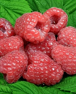 Малина Глен Ди