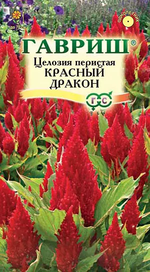 Семена Целозия Красный Дракон перистая.
Растения высотой до 70 см с зелеными листьями и оригинальными метельчатыми, густомахровыми соцветиями красной окраски. 
Цветут с июля по сентябрь. Теплолюбивые растения, наибольшей декоративности достигают при посадке на солнечных, защищенных от ветра, местах и достаточно плодородных почвах. 
Семена высевают в марте в рассадные ящики, слегка присыпая землей. При температуре почвы 18-25° С всходы появляются через 14-20 дней. Для выращивания полноценной рассады, производят две пикировки, одну - после развития у сеянцев нескольких листочков, вторую – в середине мая в горшки диаметром 7 см. Рассаду высаживают в открытый грунт в первой половине июня, когда минует угроза заморозков, выдерживая расстояние между растениями 20-25 см. Используют для посадки группами, на клумбах и для составления сухих композиций.