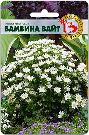 Семена Астра Бамбина Вайт китайская из каталога Астра Семена астра Бамбина Вайт.<br>
<br>
Компактное, но объемное растение.Шарообразный кустик шириной до 45 см и всего 20 -30 см в высоту, усыпан огромным числом ярких соцветий, разной степени махровости.Цветение одного растения продолжается до двух месяцев.Отлично выглядит не только на клумбах, но и в широких вазонах и кашпо.<br>
<br>
"БАМБИНА" - это новый, необычный сортотип астры. Аналогов этой серии нет в мировой селекции.
<p>
Выращивать (за исключением южных регионов) рекомендуется через рассаду, поскольку от посева до начала цветения обычно проходит четыре месяца.
</p>
<p>
Посев: с начала марта по середину апреля - для цветения в июле - августе. Семена равномерно распределяют по поверхности подготовленного чистого (для избежания поражения сеянцев черной ножкой) грунта, смоченного теплой водой. Прорастание: 2-12 дней (зависит от условий хранения семян) при температуре 20 - 24°С.
</p>
<p>
Пикировка: в фазе 2-3 настоящих листьев в горшочки диаметром 7 - 10 см. Оптимальная температура при выращивании 16-20°С.
</p>
<p>
Высадка в грунт или перевалка в окончательный объем в вазоны только после того, как корни освоят весь субстрат в рассадных горшочках. Для вазонов рекомендуем не менее 3 – 5 л грунта на одно растение. При высадке на клумбы рекомендуется схема 40x30 см., 6 - 8 растений на м2.
</p>
<p>
Лучший финальный грунт: богатые гумусом суглинистые почвы, pH 5,5-6,5.
</p>
<p>
Удобрение: комплексное минеральное, сначала с преобладанием фосфора, после массового образования боковых побегов – азота.
</p>
<p>
Важно, во избежание потери всхожести после приобретения, семена астры следует хранить в холодильнике при небольшой положительной температуре.
</p>