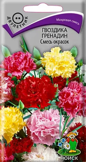 Семена Гвоздика Гренадин Смесь окрасок. Высота 50-70 см. Листья узколинейные, иногда с сизым налётом. Цветки махровые, ароматные, диаметром 5 см, края лепестков зазубренные. Окраска разнообразная. К концу 1 года выращивания образуется розетка прикорневых листьев. На следующий год растение обильно цветёт с июня по август. Используют для срезки, посадок в горшки, сборные цветники, на рабатки.<br>
 <br>
 Агротехника. Растение холодо- и засухоустойчивое, предпочитает солнечное место. Хорошо растёт на плодородных дренированных почвах. Посев семян производят в мае-июне в открытый грунт на разводочные гряды, слегка присыпав их влажным песком. При температуре почвы +18-20°C всходы появляются через 10-14 дней. Сеянцы пикируют в фазе двух-трех пар настоящих листьев. На постоянное место рассаду высаживают в августе, выдерживая расстояние между растениями 25-30 см.