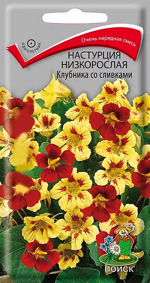 Семена Настурция Клубника со сливками низкорослая.
Очень нарядная смесь с простыми и полумахровыми цветами! Растение компактное, правильной формы цветы распускаются поверх листьев. Высота растения около 30 см. Цветы крупные простые и полумахровые, кремовые с контрастными красными мазками и красные. Цветет обильно с июля по октябрь. Прекрасно подходит для контейнерной культуры, балконных ящиков, великолепно смотрится на фоне газона и в групповых посадках. 
Агротехника. Растение предпочитает солнечные или слегка затененные места, умеренно плодородные и влажные почвы. Семена высевают в мае непосредственно на место, в лунки по три семени. Глубина заделки семян 2 см. При температуре почвы +25°С всходы появляются на 14-20 день.
