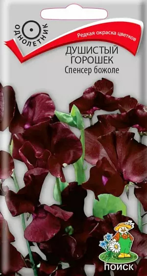 <div>
 Семена Душистый горошек Спенсер божоле.
</div>
 Шикарная редкая окраска цветков. Лазающие крепкие, хорошо облиственные стебли до 250 см длиной. Цветоносы прочные, упругие, 25-45 см. длиной. Цветки винно-красные, крупные, по 5-6 в кисти, с нежным приятным ароматом. Цветет с конца июня до заморозков. Используется для вертикального озеленения и на срезку.<br>
 <br>
 <b> Агротехника.</b> Растение предпочитает глубоко обработанные, плодородные почвы. Хорошо растет на открытых солнечных местах, может выдержать легкое притенение. Регулярный полив и подкормки способствуют обильному и продолжительному цветению. Размножают посевом семян в открытый грунт в мае, предварительно замоченными в теплой воде в течение 24 часов.  Глубина заделки семян 0,5-1 см. При температуре почвы +18<sup>о</sup>C всходы появляются через 6-10 дней. Расстояние между растениями 15-30 см. Когда растение достигнет высоты 10 см, верхушку побега прищипывают, ставят опоры. Семена соответствуют требованиям международных стандартов и ГОСТу РФ 12260-81<br>