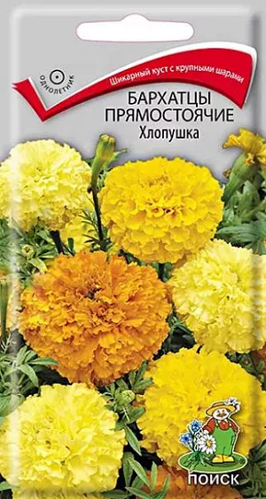 Семена Бархатцы прямостоячие Хлопушка . Великолепные крупные махровые соцветия. Куст компактный, высотой до 90 см. Побеги прочные, ребристые, светло-зеленые. Соцветия гвозди- ковидные, полушаровидные, 8-10 см в диаметре, оранжевые, желтые, золотистые. Цветет с июля по октябрь. Используют для клумб, рабаток, высоких групп, на срезку.<br>
 <br>
 Агротехника. Растение теплолюбивое, засухоустойчивое. Предпочитает солнечное местоположение, любые, хорошо дренированные почвы. Семена высевают в апреле-мае в рассадные ящики. Глубина заделки семян 0,5-1 см. При температуре почвы +18°C всходы появляются на 7-15 день. Через 2 недели сеянцы пикируют. В грунт рассаду высаживают после окончания весенних заморозков, выдерживая расстояние между растениями 20-30 см.