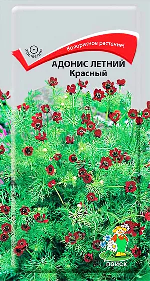 Семена Адонис Летний красный. «Уголек в огне» - второе название прекрасно характеризует это колоритное растение! Ажурный куст высотой около 30 см с красивой мелко-рассеченной листвой. Цветы яркие красные 2-3 см в диаметре, в основании каждого лепестка контрастное черное пятно. Цветет в июне-августе. Прекрасный материал для срезки, долго сохраняет свежесть в воде. Хорошо подходят для рядовой посадки вдоль дорожек. <br>
Агротехника. Растение предпочитает открытое солнечное место, но выносит и полутень. К почвам не требовательное, но лучше растет на легких, известкованных, плодородных грунтах. Семена высевают в парники в апреле-мае или сразу на место. Всходы появляются через 18-20 дней. Можно сеять под зиму. На постоянное место пересаживают осторожно, стараясь сохранять земляной ком. Расстояние между растениями 20-30 см. Семена соответствуют требованиям международных стандартов и ГОСТу РФ 12260-81