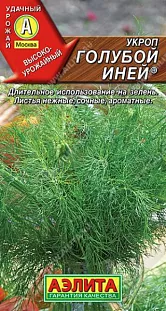 Укроп Голубой иней