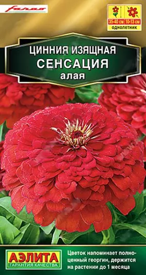 Семена Цинния Сенсация алая из каталога Цинния Семена Цинния Сенсация алая. Циннии - результат успешной селекции на очень крупный, густомахровый цветок (диаметром 10-13 см.). Едва ли вы найдете такое же крупное соцветие у других сортов и гибридов. Напоминающий полноценный георгин, эффектный цветок держится на растении более месяца. Крепкие, раскидистые кусты 35-40 см. высотой красиво смотрятся в среднем ярусе миксбордера. Букеты из цинний СЕНСАЦИЯ долго стоят в воде.<br>
<br>
Циннии – растения теплолюбивые, быстрорастущие, относительно засухоустойчивые. Предпочитают солнечные участки с дренированными почвами среднего плодородия, нейтральной кислотности. В южных регионах возможен безрассадный способ выращивания.<br>