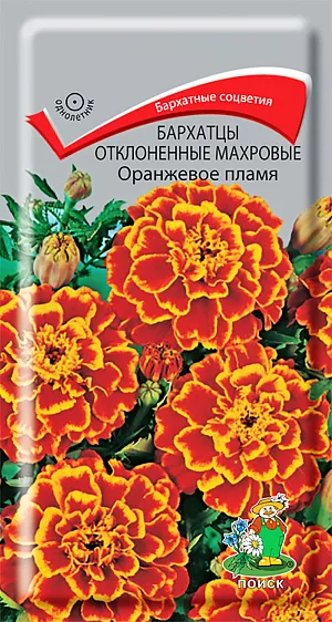 Семена Бархатцы отклоненные махровые Оранжевое пламя из каталога Бархатцы Семена Бархатцы Оранжевое пламя отклоненные махровые.
Куст компактный, густооблиственный, высотой до 30 см. Соцветия хризантемовидные, диаметром 3-4 см.
Окраска двуцветная: язычковые цветки коричнево-красные с волнистым краем, трубчатые оранжевые.
Цветки в центре соцветия образуют выпуклый центр. Цветет с июля по октябрь.
Используют для клумб, рабаток, бордюров и украшения балконов.
Растение теплолюбивое, засухоустойчивое. Предпочитает солнечное местоположение, любые, хорошо дренированные почвы.
Семена высевают в апреле-мае в рассадные ящики. Глубина заделки семян 0,5-1 см.
При температуре +18°C всходы появляются на 7-15 день. Через 2 недели сеянцы пикируют.
В грунт рассаду высаживают после окончания весенних заморозков, выдерживая расстояние между растениями 20-30 см.