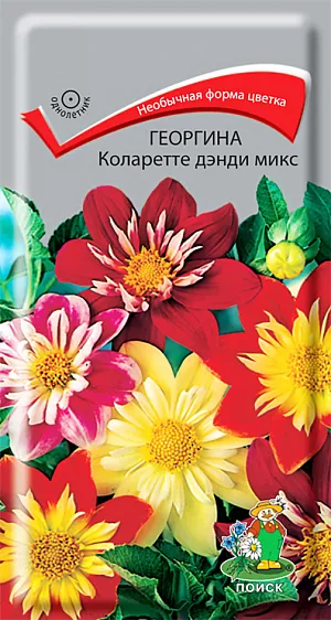 Семена Георгина Коларетте дэнди микс.
Колоритные рюши «воротничковых» георгин! Растения высотой около 50 см. Соцветия диаметром 8-9 см самых разнообразных окрасок. Вокруг центра соцветия внутренние лепестки образуют нарядные, контрастные рюши. Цветет с июля по октябрь. Используют в цветниках большими группами на клумбах. Прекрасный материал для срезки. 
Агротехника. Любит обильный полив и подкормки. Семена высевают в марте в рассадные ящики. Глубина заделки 0,3-0,5 см. При температуре почвы +18°С всходы появляются на 7-14 день. Сеянцы пикируют в горшочки. Рассаду высаживают по окончании весенних заморозков (в конце мая), выдерживая расстояние между растениями 30-50 см.