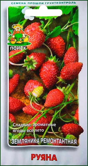 Семена Земляника (клубника) ремонтантная Руяна Семена Земляника (клубника) ремонтантная Руяна