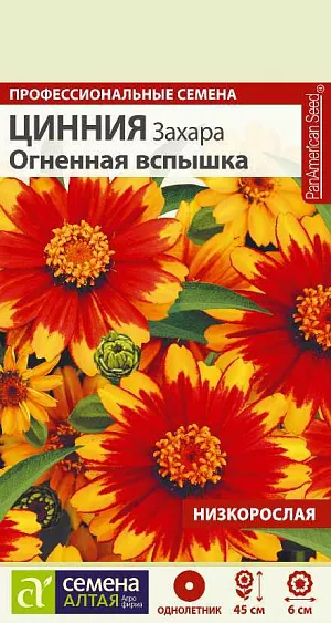 Супервыносливая серия карликовых цинний нового поколения для любительского и профессионального озеленения, не требующая специального ухода! Кустики компактные, высотой 30-45 см, хорошо ветвятся. Цветки очень яркие, диаметром 5-6 см, необычной окраски, напоминающей вспышку пламени: красной у основания лепестков, ярко-оранжевой по краям. Отличительные признаки сортосерии: насыщенные и уникальные окраски цветков, длительный период цветения, повышенная толерантность к грибковым заболеваниям. Широко используется для оформления цветников, посадок в контейнеры и балконные ящики, для выращивания в вазонах и открытом грунте. Растение относительно засухоустойчиво, но требует регулярных поливов, чувствительно даже к легким заморозкам. Предпочитает солнечные, защищенные от ветра теплые участки с дренированной нейтральной, богатой гумусом и минеральными элементами почвой. Посевы на рассаду проводят с конца марта под стекло. Глубина заделки семян 0,5 см. При температуре +22…+25°С всходы появляются на 7-10 день. С развитием первой пары настоящих листочков сеянцы пикируют в отдельные горшочки. В фазе 5-6 листьев проводят формирующую прищипку. В открытый грунт на постоянное место рассаду высаживают в конце мая – начале июня, когда минует угроза заморозков. Схема посадки – 20х20 см. Возможен прямой посев семян в открытый грунт в мае. Продолжительность цветения с июля до осенних холодов. Удаление увядших соцветий способствует более пышному и продолжительному цветению.