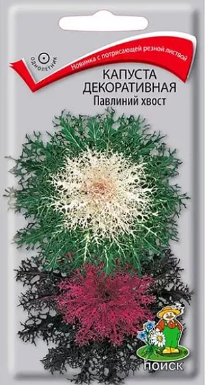 Семена Капуста декоративная Павлиний хвост. Растение высотой до 30 см. Листья резные, зелёные с белой серединой и тёмно-малиновые с розовой серединой. Используется для бордюров, посадок группами.<br>
Агротехника. Растение холодостойкое, легко переносит заморозки, предпочитает хорошо дренированные почвы и солнечные места. Размножают посевом семян в конце марта – начале апреля в рассадные ящики. Глубина заделки семян 0,5 см. При температуре почвы +20°C всходы появляются через 4-7 дней. Сеянцы пикируют в фазе 1-й пары настоящих листьев, в мае рассаду высаживают в открытый грунт. Расстояние между растениями при высадке 30-45 см. 