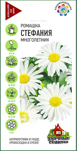 Ромашка (Нивяник) Стефания из каталога Нивяник Семена Ромашка (Нивяник) Стефания.
Неприхотливый корневищный многолетник высотой 40-60 см. Цветет с июня по август. Соцветия крупные (10-12 см), белые с желтой серединой. Хорошо растет на солнечных участках с любой достаточно увлажненной и плодородной почвой. После окончания цветения побеги рекомендуется срезать, так как они быстро засыхают и портят внешний облик растения. Выращивают прямым посевом семян в открытый грунт. Используется для оформления участка – эффектно смотрится в групповых посадках на фоне газона и кустарников, в миксбордерах, очень хороша для срезки.