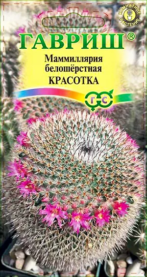 Семена Маммиллярия белошёрстная Красотка.<br>
 <br>
  У многих кактусы ассоциируются лишь с колючками и суровым характером этих растений, которые способны произрастать в наиболее засушливых уголках планеты. Но, увидев единожды хотя бы несколько видов цветущих растений, можно навсегда изменить представление об этих чудесных «колючках». Маммиллярия является одним из самых распространенных кактусов, которые выращиваются в домашних условиях без особых усилий. Популярность данного комнатного цветка оправдана не только особенностями выращивания, но и тем, что он может стать удачным дополнением интерьера. Маммиллярия белошерстная — медленно растущий, кустящийся кактус. Стебель бочковидный, вытянутый с плоской, вдавленной макушкой 10-15 см. высотой и 4-8 см. в диаметре.<br>
 <br>
  Цветет, начиная с поздней весны, очень маленькими (7-8 мм.), звездчатыми цветками карминового, пурпурно-розового или розового цвета, расположенными на верхушке кактуса в виде венчика. Любит яркое освещение и прямые солнечные лучи. Зимний покой (оптимальная температура 8-10 С.), во время которого высота растения может уменьшаться, стимулирует цветение и продолжительность жизни кактуса. Размножают вегетативным способом (редко) и семенами. Семена высевают весной, поверхностно, не заделывая, в ящики с дренажными отверстиями и смесью из песка и дернового грунта, накрывают пленкой. Прорастают через 7-14 дней при температуре 21-27 С. Как только сеянцы обзаведутся хорошими корнями (через 1-2 недели), пленку убирают. Молодые растения проветривают и защищают от полного солнца. Вредителями этот цветок поражается редко.<br>