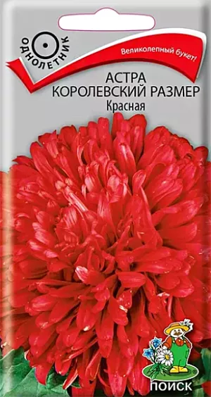 Семена Астра Королевский размер Красная из каталога Астра Семена Астра Королевский размер Красная. Растение широкораскидистое, высотой до 100 см. Соцветия красной окраски. Цветет в августе-сентябре. Используют очень широко: для посадки в сборные цветники группами, на рабатки - рядами, для бордюров и срезки.<br>
Агротехника. Растение предпочитает открытое солнечное место, но выносит и полутень. Лучше растет на легких, плодородных почвах. Не переносит внесения органических удобрений в год посадки. Семена высевают с середины февраля по апрель. Глубина заделки семян 0,5 см. При температуре +20°C всходы появляются на 7-14 день. Через 3-4 недели посевы пикируют и выращивают при температуре 12-15°C. В грунт рассаду высаживают во второй половине мая, выдерживая расстояние между растениями 20-30 см.