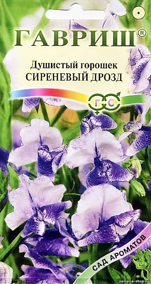 Семена Душистый горошек Сиреневый Дрозд.
Однолетнее растение семейства Бобовые с лазающими стеблями высотой 180 см. Цветет с июля по сентябрь. Цветки крупные, сиреневые, крапчатые, собраны в изящные кисти, обладают приятным тонким ароматом. Светолюбив, влаголюбив и холодостоек, предпочитает плодородные суглинистые и супесчаные почвы.Выращивают рассадным и безрассадным способом. В открытый грунт посев проводят в первой декаде мая. На рассаду семена высевают в конце марта-начале апреля в горшочки. Рассаду высаживают в середине мая на расстоянии 25-30 см. Семена перед посевом желательно прорастить. Используется для вертикального озеленении. Срезанные цветки хорошо сохраняют свежесть в воде, используются в букетах.