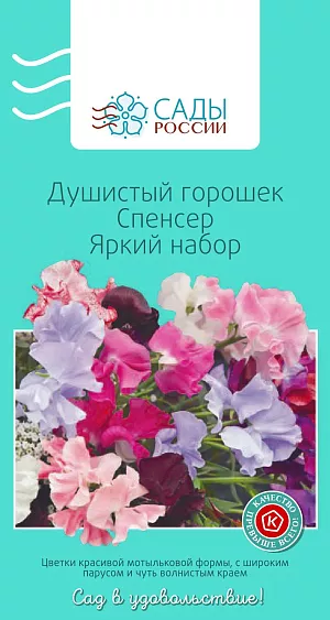 Душистый горошек Спенсер Яркий

Душистый горошек, или чина душистая, представитель семейства бобовых. Совмещает в себе сразу три ценных качества: приятный запах, яркую, чистую окраску цветков и продолжительное цветение. Цветки до 3–6 см в диаметре собраны в кистевидное соцветие. Перед посевом семена замочить в воде на 10–12 часов, а субстрат обеззаразить малиновым раствором марганцовки. Выращивать рассаду лучше в теплице. Холодостойкий.