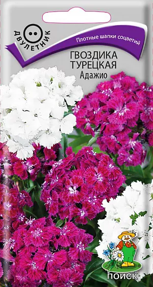 Семена Гвоздика Адажио турецкая.
Очень привлекательные растения с плотными белыми и фиолетово-малиновыми шапками цветков. Кустик высотой 50 см. Листья линейно-ланцетные, зеленые. К концу 1-го года выращивания образуется розетка прикорневых листьев. На следующий год растения цветут с конца июня в течение месяца. Используют для сборных цветников, рабаток и для срезки.
Агротехника. Растение холодо- и засухоустойчивое, предпочитает солнечное место, но может расти и в полутени.Хорошо растёт на плодородных дренированных почвах. Посев семян производят в мае-июне в открытый грунт на разводочные гряды, слегка присыпав их влажным песком. При температуре почвы +18-20°C всходы появляются через 10-14 дней. На постоянное место рассаду высаживают в августе, выдерживая расстояние между растениями 25-30 см. Можно размножать отводками весной и осенью. 