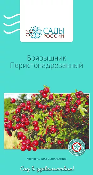 Боярышник перистонадрезанный 10шт