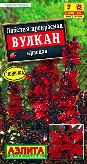 <div>
 Семена Лобелия Вулкан красная.
</div>
 Оригинальный многолетник от американской компании PanAmerican Seed. Растение с сильными стеблями, отлично ветвится, высотой 60-80 см. Насыщенные ярко-красные цветки до 3 см., на фоне бронзовой листвы смотрятся очень эффектно. Лобелия прекрасная морозоустойчивая и легко без укрытия переносит морозы. Отлично подойдет для смешанных групп из многолетников, бордюров и рабаток. Замечательно растет в контейнерах (4-5 литров). На зиму растение обрезают.<br>
 <br>
  Семена в гранулах! Гранулы располагают на поверхности почвы, не заделывая их, хорошо увлажняют из распылителя. При попадании влаги на гранулу оболочка должна раствориться. Посевы накрывают стеклом для сохранения постоянной влажности до полных всходов. При посеве семян в открытый грунт цветение наступит в следующем году.<br>