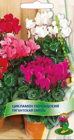 Одно из самых лучших растений для зимнего цветения. Высота 20-30 см. Листья обычно с белой кромкой, разводами или полосами. Цветет с ноября по март белыми, розовыми или красными грациозными очень душистыми цветками до 5 см. длиной.<br>
 <b><br>
 </b><b>Агротехника. </b>Любит прохладу и плохо переносит прямые солнечные лучи. Поливают равномерно, обязательно мягкой водой, лучше в поддон. Земляную смесь используют слабокислую, состоящую из листовой земли, перегноя, торфа и песка (3:1:1:1). Семена высевают в сентябре на глубину 0,5-1,0 см., регулярно поливают и содержат в темноте при температуре 18-20°С. Через 30-40 дней, появившиеся всходы переносят на свет. Пикируют после появления двух листочков. По мере роста пересаживают в горшки, присыпая клубень лишь наполовину.